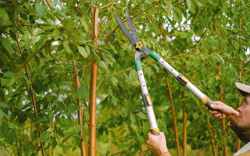 Tree trimming in Toa Baja, PR